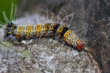 Detailed view of Four-spotted Cup Moth(Mimeusemia vilemani)  larva on stone; yellow-brown with black spots, grid-like pattern. Captured in Wulai, Taiwan.