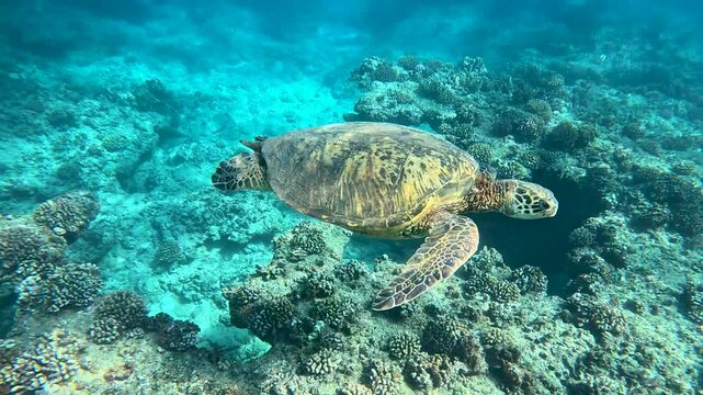 A green sea turtle swims close by as sun rays penetrate the ocean surface