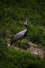 Fototapeta premium grey heron ardea cinerea