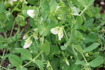 Close up of young sweet pea plants growing in garden bed