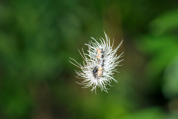 The larva of the tiger moth (Macrobrochis gigas) caterpillar with black body and gray-white long hairs on a leaf, Wulai, Taiwan.