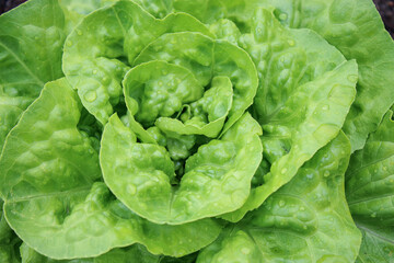 Macro close up of green lettuce growing in a garden bed