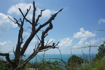 Bolshoy and Maly Utrish Nature Reserve. Dry trees after a fire. Protected area