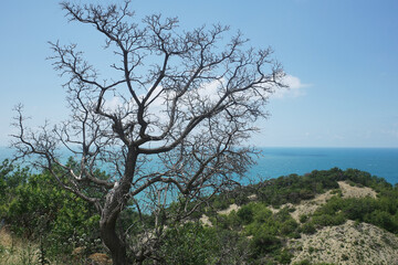 Bolshoy and Maly Utrish Nature Reserve. Dry trees after a fire. Protected area
