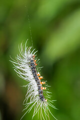 The larva of the tiger moth (Macrobrochis gigas) caterpillar with black body and gray-white long hairs on a leaf, Wulai, Taiwan.