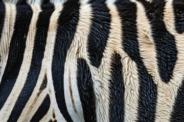 A close up of the back skin texture of a zebra, focusing on its distinctive striped pattern. The background is plain white to highlight the unique striped design of the zebra's fur. 