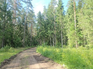 Kurtuvenai regional park during cloudy day. Pine tree forest. Footpath in woodland. Moss growing on soil. Some small grass and tress growing in woods. Summer season. Kurtuvenu regioninis parkas.