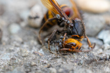 死んだヒメスズメバチと群がるアリ