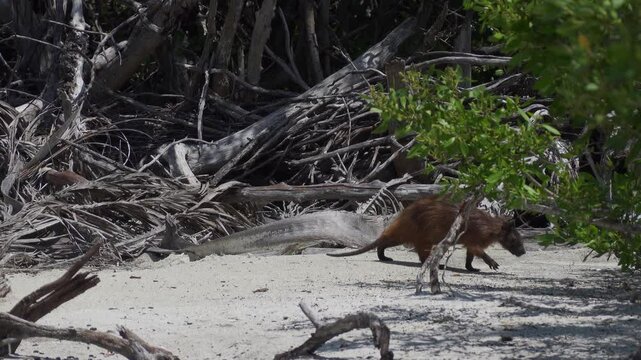 Cuban hutia (capromys pilorides) rodent animal on beach in Cuba