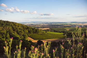 Blick zum Donnersberg. Napoleonsturm bei Sprendlingen in Rheinhessen, Juli 2024
