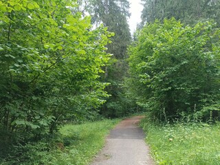 Kurtuvenai regional park during cloudy day. Pine tree forest. Footpath in woodland. Moss growing on soil. Some small grass and tress growing in woods. Summer season. Kurtuvenu regioninis parkas.