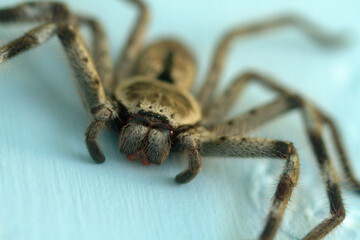 Closeup of a huntsman spider against a blue background