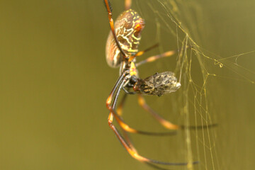 Golden orb spider eating a fly caught in it's web