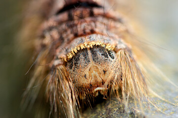 Close-up of a hairy Lebeda nobilis caterpillar with distinctive red and black markings on its grey-brown body. Captured in Wulai, Taiwan.