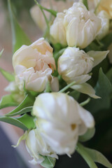 Close up Double Peony Tulips in Creamy White