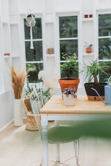 Greenhouse inside look of plants and wooden table