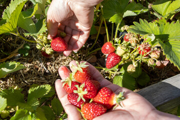 Hands harvesting ripe strawberries from a garden plant