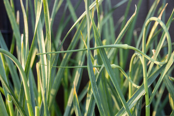 Close-up of garlic scapes in a garden bed