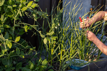 Woman using pruning shears to harvest garlic scapes in a garden