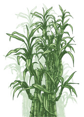 hand drawn flora decorative vector illustration