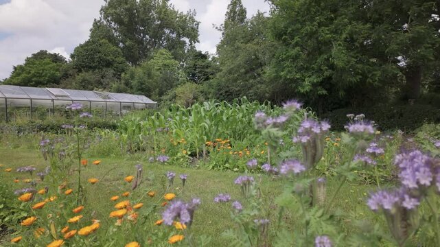 Vibrantly Colored Purple and Orange Flowers Blooming in an Urban Community Garden in Leiden, South Holland, Netherlands - Medium Shot