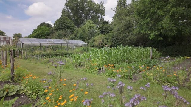Vibrantly Colored Purple and Orange Flowers Blooming Alongside a Nearby Greenhouse in an Urban Community Garden in Leiden, South Holland, Netherlands - Wide Shot