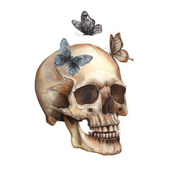 Obraz premium Realistic watercolor anatomical skull with vintage butterflies. Watercolor illustration hand drawn in gothic style. Halloween decoration, symbol of Mexican Day of the Dead, gothic style design