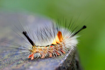 Detailed view of a small white tussock moth caterpillar with orange tufts on wood. Capturing intricate patterns and textures, Wulai, Taiwan.