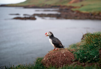 north Atlantic puffin in Iceland
