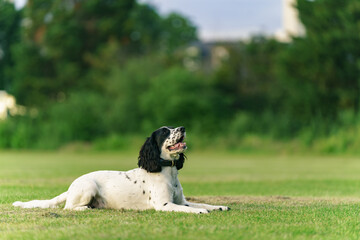 black and white cocker spaniel dog resting at the park