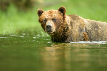 Large male grizzly;y bear standing chest deep in water