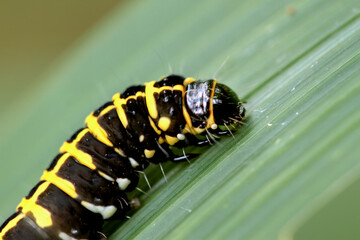 Close-up of Hyblaea fimamentum caterpillar with distinct yellow markings on black body; natural habitat scene. Wulai, Taiwan.