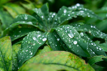 raindrops on the leaves of a green plant
