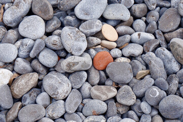 A tan rock amongst gray rocks on the beach