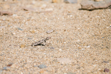 A small lizard is walking across a sandy beach