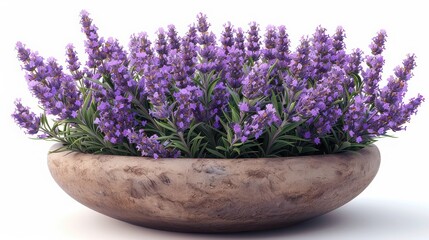 Fototapeta premium A charming potted lavender plant, with delicate purple flowers and green leaves, illustrated on a white background