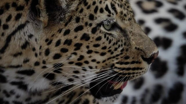 Close up slow motion shot of an African leopard staring at its prey in the distance