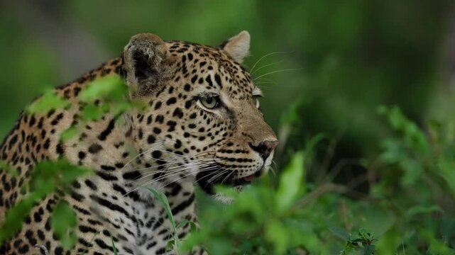 African leopard panting and staring into the distance of the African bush