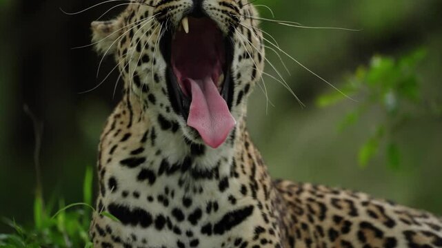 African leopard yawning in the luscious green wilderness showing off its sharp teeth