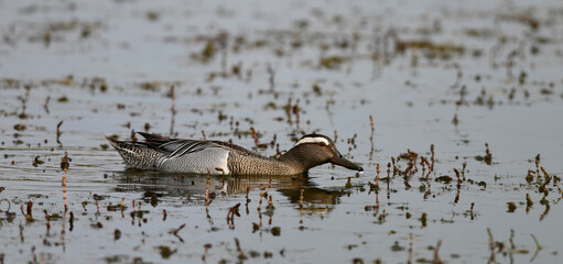 Knäkente - Männchen // Garganey - male (Spatula querquedula)
