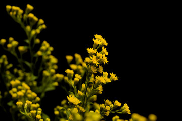 Bright yellow Solidago, commonly called goldenrod, isolated on black background 
