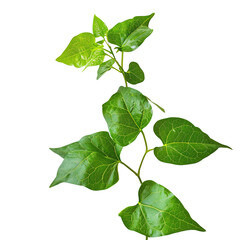 Naklejka premium A close-up image of a green ivy plant with lush leaves, isolated on a white background. Ideal for nature, gardening, and botanical themes.