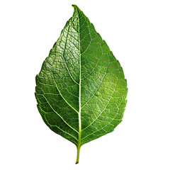 Fototapeta premium Close-up of a single green leaf with detailed texture, perfect for nature and botanical themes in photography and design.