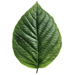 Obraz premium Close-up of a single green leaf with detailed veins, showcasing nature's intricate patterns and fresh foliage.