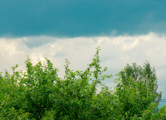 Fototapeta premium beautiful trees against the sky