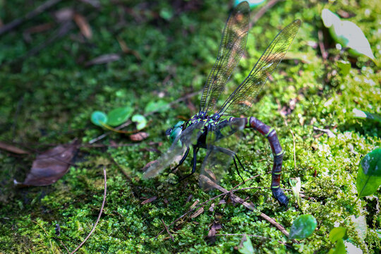 Anotogaster Sieboldii