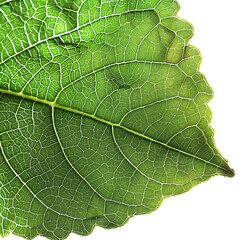 Obraz premium Close-up of a vibrant green leaf showing intricate vein patterns, highlighting the beauty and complexity of nature's design.