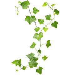 Close-up of green ivy vine with leaves isolated on white background, showcasing natural plant details and vibrant foliage.