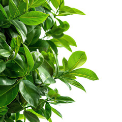 Close-up of vibrant green foliage with shining leaves on left of image, isolated on white, evoking freshness and nature's purity.