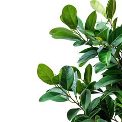 Fototapeta premium Lush green leaves of a tropical plant on white background, perfect for nature-themed design projects and botanical illustrations.